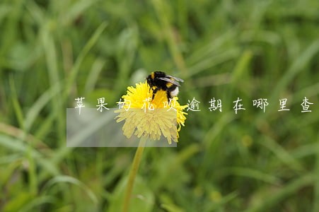 苹果的花呗逾期在哪里查看 苹果的花呗逾期在哪里查看