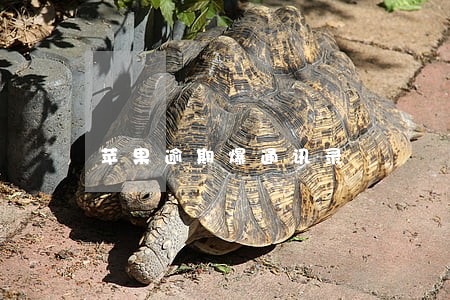 苹果逾期爆通讯录 苹果逾期爆通讯录
