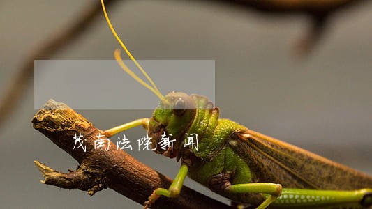 茂南法院新闻 茂南法院新闻