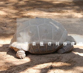 茂县医疗纠纷律师信息在线查询 茂县医疗纠纷律师信息在线查询
