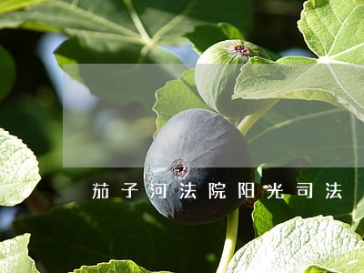 茄子河法院阳光司法 茄子河法院阳光司法