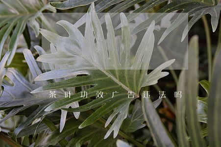 茶叶功效广告违法吗