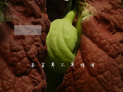 茶室算不算赌博 茶室算不算赌博