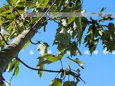 茶山镇合同无效律师在线 茶山镇合同无效律师在线