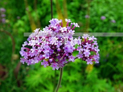 荆东亮律师 荆东亮律师