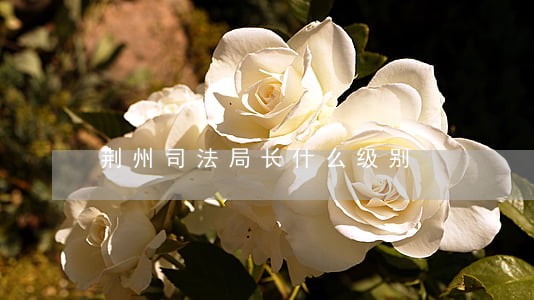 荆州司法局长什么级别 荆州司法局长什么级别