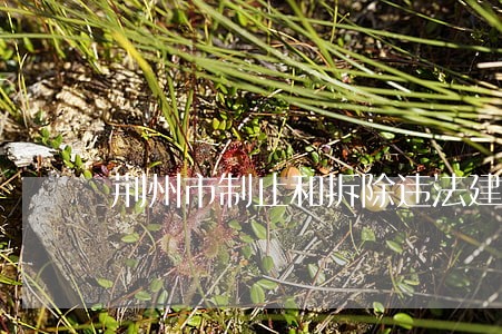 荆州市制止和拆除违法建设规定