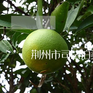 荆州市司法拍卖网 荆州市司法拍卖网