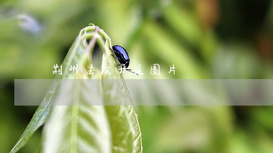 荆州法院开庭图片 荆州法院开庭图片