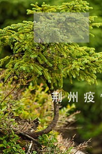 荆州疫情期间车辆年检逾期 荆州疫情期间车辆年检逾期