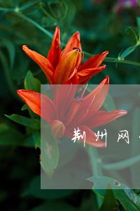 荆州网贷逾期停息分期怎么协商 荆州网贷逾期停息分期怎么协商