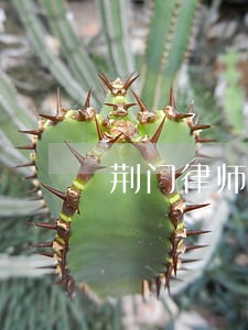 荆门律师咨询 荆门律师咨询