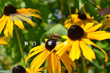 荆门马荣律师 荆门马荣律师