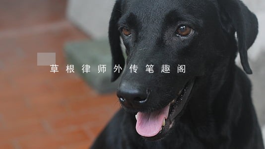 草根律师外传笔趣阁 草根律师外传笔趣阁
