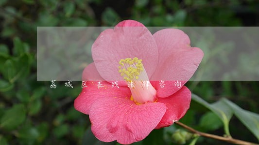 荔城区在线法律咨询 荔城区在线法律咨询