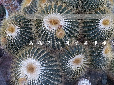 荔湾区公司债务律师介绍 荔湾区公司债务律师介绍