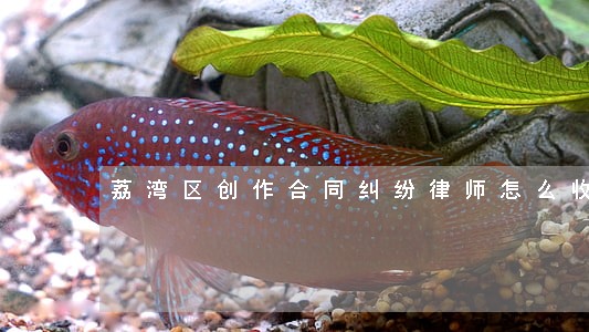 荔湾区创作合同纠纷律师怎么收费 荔湾区创作合同纠纷律师怎么收费