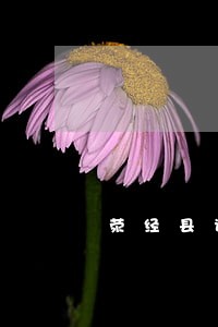 荥经县诉讼仲裁在线律师