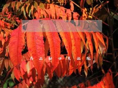 药品新分类法规