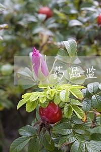 药品监督实践中对违法药品生产 药品监督实践中对违法药品生产