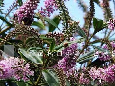 药品私自添加中包装盒违法吗 药品私自添加中包装盒违法吗