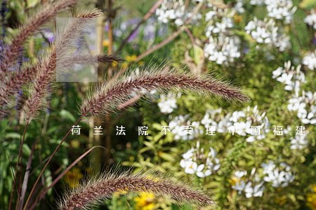 荷兰法院不受理中国福建村民