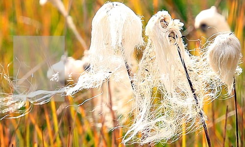 荷兰申根签证逾期 荷兰申根签证逾期