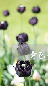 荷包金融逾期无法提现