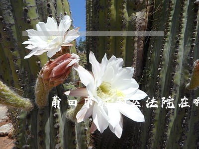 莆田市城厢区法院在哪里