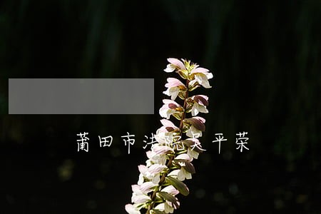 莆田市法院吴平荣