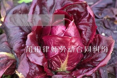 莆田律师劳动合同纠纷 莆田律师劳动合同纠纷