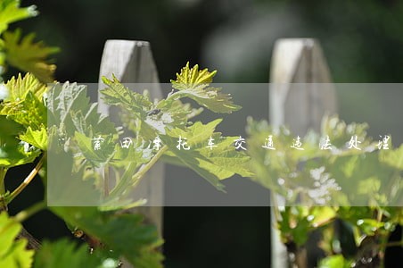 莆田摩托车交通违法处理地点 莆田摩托车交通违法处理地点