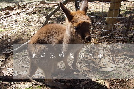 莆田法律咨询刑事 莆田法律咨询刑事