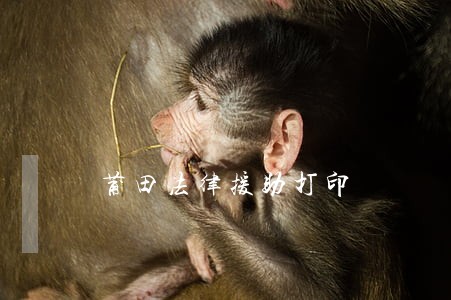 莆田法律援助打印