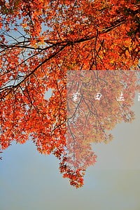 莆田法院厂房拍卖网