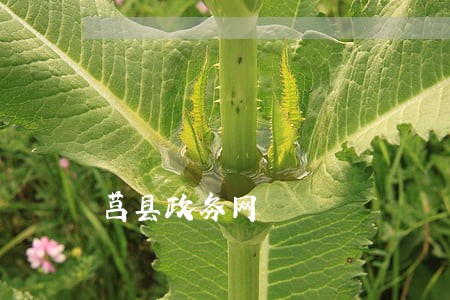 莒县政务网 莒县政务网