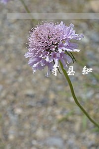 莘县知名取保候审律师