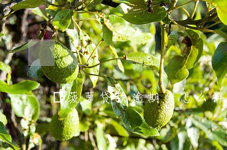 莦菠萝贷款逾期会怎么样