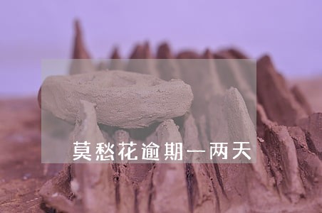 莫愁花逾期一两天 莫愁花逾期一两天
