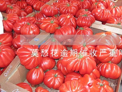莫愁花逾期催收严重吗 莫愁花逾期催收严重吗