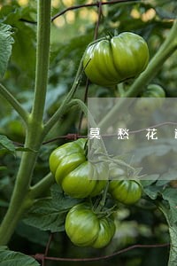 莫愁花逾期几天催收 莫愁花逾期几天催收