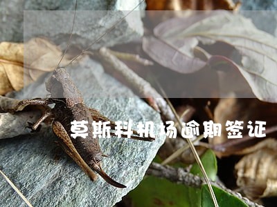 莫斯科机场逾期签证 莫斯科机场逾期签证