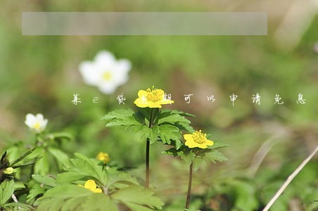 莱e贷逾期可以申请免息吗 莱e贷逾期可以申请免息吗