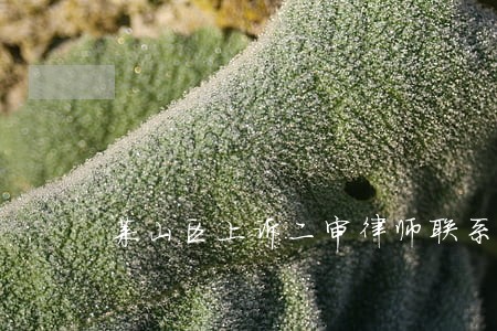 莱山区上诉二审律师联系方式 莱山区上诉二审律师联系方式