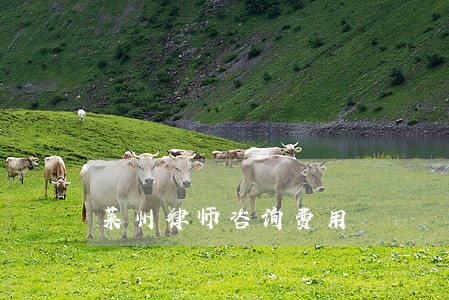 莱州律师咨询费用 莱州律师咨询费用