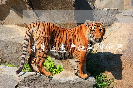 莱芜区遗产继承律师网 莱芜区遗产继承律师网