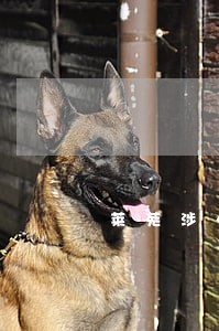 莱芜涉外仲裁在线律师 莱芜涉外仲裁在线律师