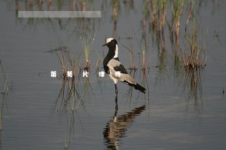 莱芜片律师 莱芜片律师