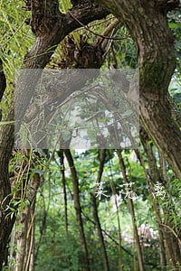 莱芜离婚律师比较有名的 莱芜离婚律师比较有名的