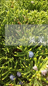 莱芜高新区陆陆顺法律咨询